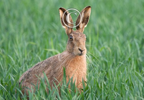 Brown Hare 3 DM0251